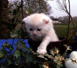 Desert Dance Scottish Fold Kater